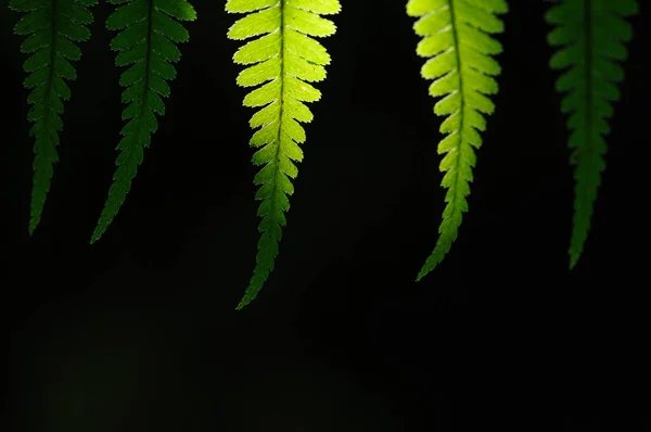 Fern Leaves Forest Close — Stock Photo, Image