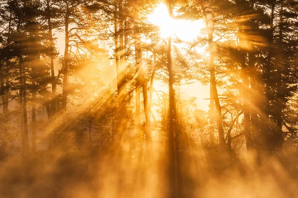 スウェーデンの木々の間で素晴らしい日の出 — ストック写真