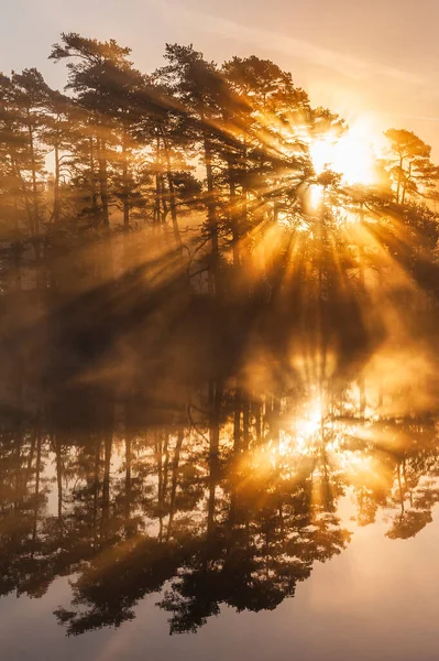 Atemberaubender Sonnenaufgang Durch Bäume Und Spiegelt Sich Stillen See — Stockfoto