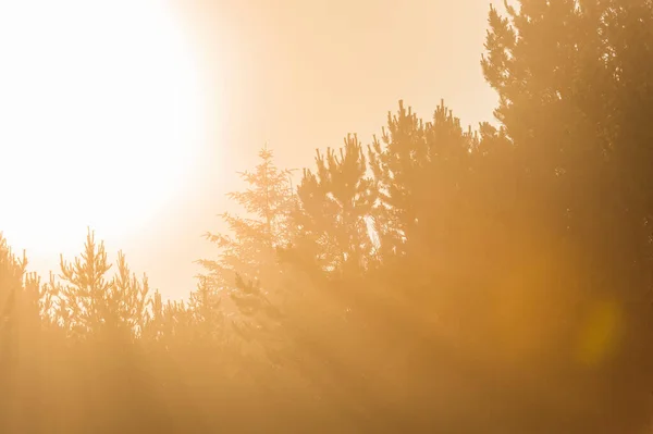 スウェーデンの霧深い森の日の出 — ストック写真