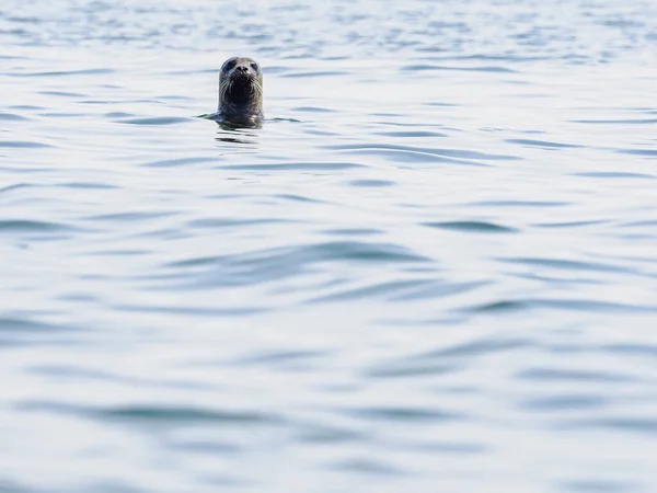 Curious Seal Swims Underwater Sweden Its Head Surface Sea Its — Stock Photo, Image