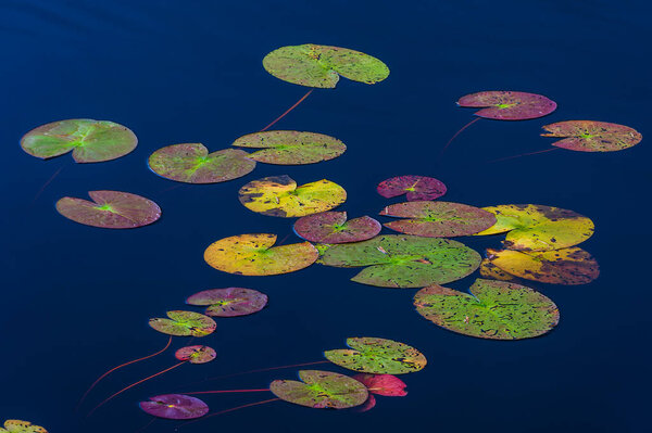 Colorful lily pads on still water