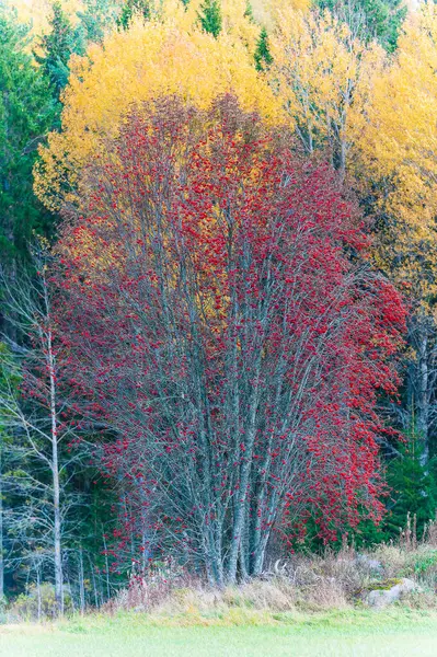 Živý Červený Jeřáb Podzim Stojí Vysoko Mezi Pestrobarevným Porostem Přírody — Stock fotografie