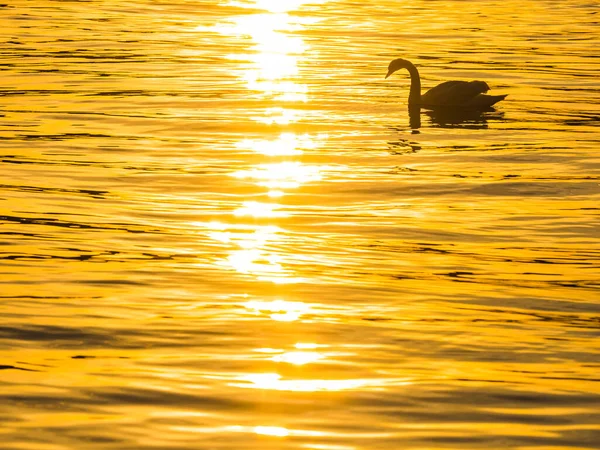 Swan Swims Sunset Reflecting Yellow Sunlight Rippled River — Stock Photo, Image