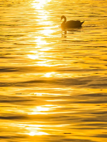 Лебедь Плавает Закате Отражая Желтый Солнечный Свет Волнистой Реке — стоковое фото