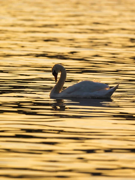夕暮れ時の白鳥は 波打つ川に黄色の太陽の光を反射して泳ぐ — ストック写真