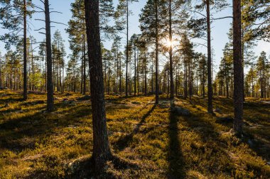 Güneş, sakin bir İskandinav ormanının çam ağaçlarının arasından parlıyor..