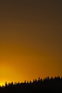 Güzel bir turuncu gökyüzü, şafak vakti doğada bir güzellik parıltısı sunan sakin bir ağaç siluetini aydınlatır..