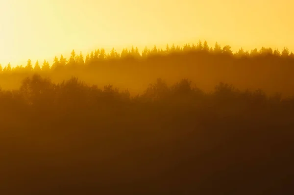 Amanecer Tranquilo Bosque Envuelto Por Niebla Las Sombras Naranja Iluminan —  Fotos de Stock