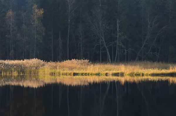 Słoneczne Drzewa Nad Brzegiem Rzeki Hunneberg Szwecja Europa — Zdjęcie stockowe