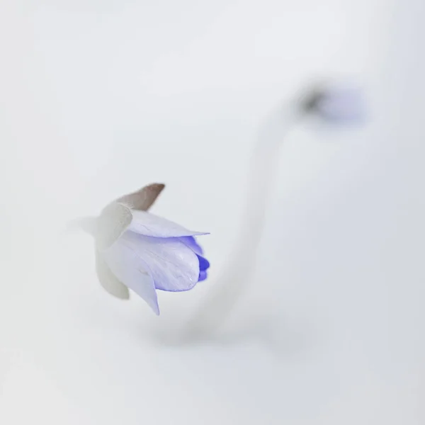 雪の中の花アネモネの肝斑 — ストック写真