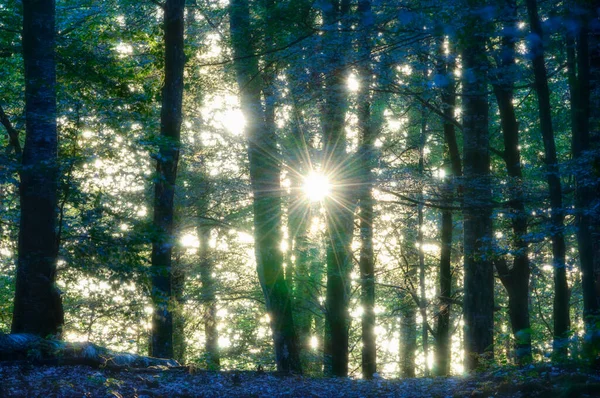 Luce Del Sole Attraverso Gli Alberi Nella Foresta Rdasjn Naturreservat — Foto Stock