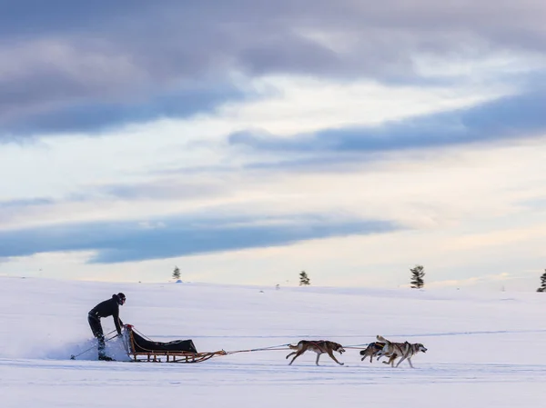 Grovelsjon Sweden Января 2023 Катание Собачьих Упряжках Швеции Стоковое Фото