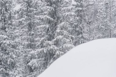 Kış ormanında kar yağışı