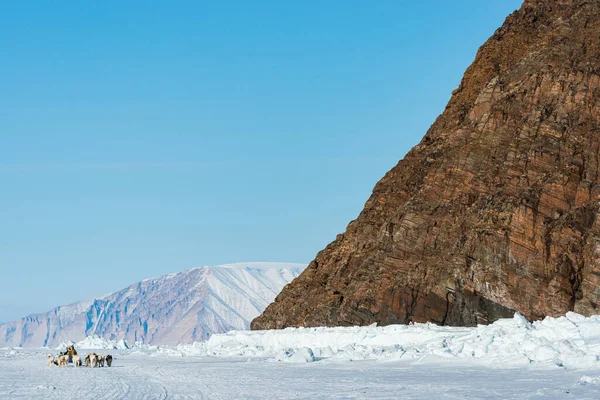 Qaanaaq Greenland Maj 2014 Musher Jego Psy Wycieczce Psich Saniach — Zdjęcie stockowe