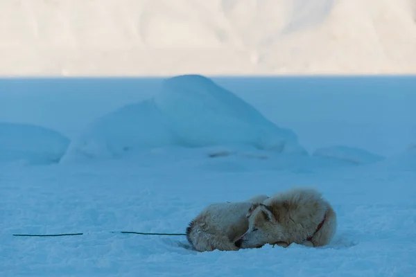 Cansado Perro Husky Descansando Mar Congelado —  Fotos de Stock