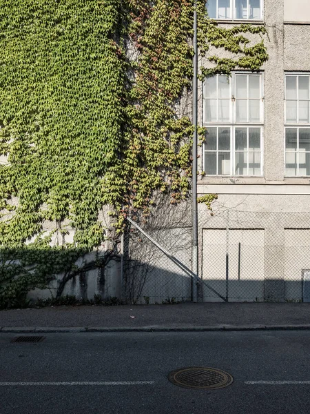 Зеленый Плющ Растет Фасаде — стоковое фото