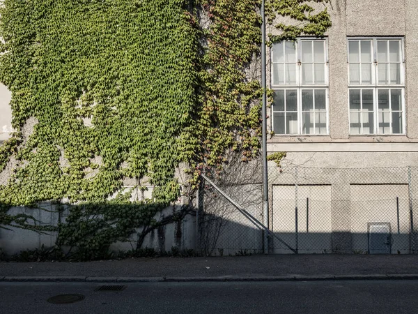 Зеленый Плющ Растет Фасаде — стоковое фото