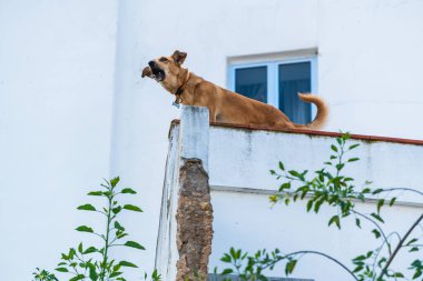 Binanın yakınındaki çitlerin üzerinde havlayan köpek manzarası