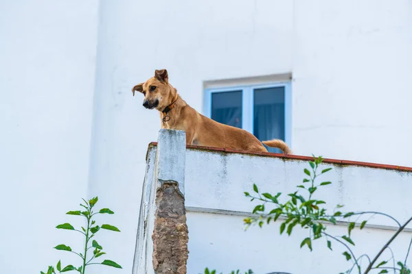 stock image bottom view of dog barking on fence near building