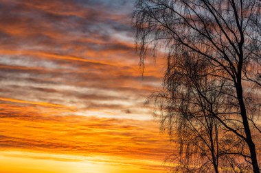 sunrise ağaca silüeti