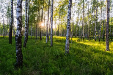 Huş ağaçlarından ve yeşil otlardan oluşan bir ormanda güneş ışığı
