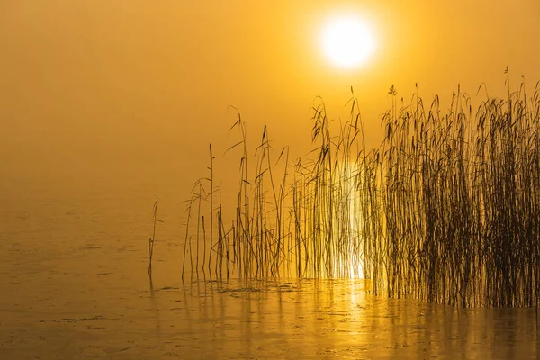 Тростники Туманном Озере Рассвете — стоковое фото