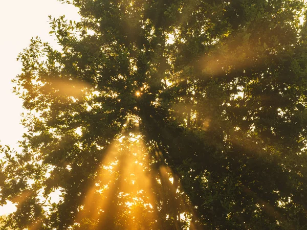 Pohon Musim Gugur Dengan Daun Kabut Dan Sinar Matahari Swedia — Stok Foto