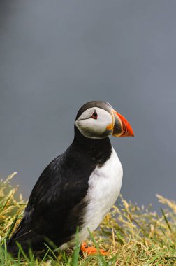 Atlantik martı Fratercula arkktika