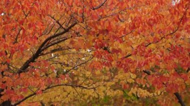 Ormanda sonbahar yaprakları