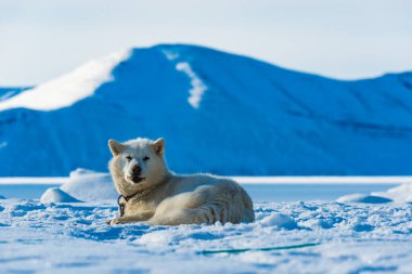 Bir Grönland köpeği, dağ manzarasıyla karda uzanıyor..