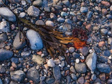 Bir kumsaldaki renkli çakıl taşlarının arasında çeşitli deniz yosunları duruyor. Akşam ışığı ince gölgeler bırakıyor..