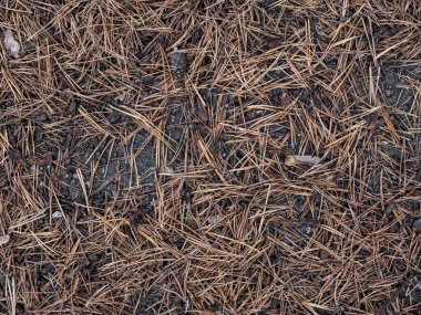 Sonbaharda Orman zeminine saçılmış Çam İğnelerinin Yakın Görüntüsü