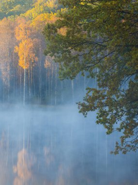 İsveç 'te sık ağaçlarla çevrili bir su kütlesi, muhtemelen bir nehir. Sahne kalın bir sis tabakasıyla kaplı, gizemli ve atmosferik bir ortam yaratıyor..