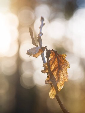 A single withered leaf is captured in close-up against a soft, bokeh background, highlighted by the warm glow of a setting sun in Sweden. The intricate details of the leafs veins are accentuated, offering a stark representation of natures cycle. clipart