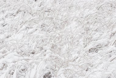Huzurlu bir İsveç çayırı taze bir kar tabakasının altında hareketsiz yatar. İnce çimenlerin arasından süzülüp geçer. Kış manzarası arasında bir esneklik kalıbı oluşturur..