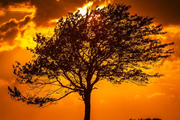 A lone tree stands against a vibrant sunset, its silhouette sharply outlined by the fiery shades of orange and yellow that fill the sky. The setting sun peeks through the trees branches, casting a warm glow that reflects the serene beauty of a Swedis