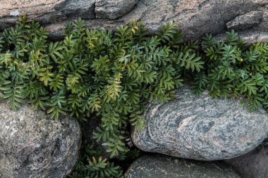 A close-up photograph showcasing vibrant green plants thriving between smooth, grey coastal rocks. The plants are in full bloom, showcasing their lush, fern-like foliage. The rocks are textured and weathered, displaying the natural beauty of the coas clipart
