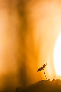 İsveç 'te güneş batarken, bir orman şakayığı altın bir zemin üzerinde duruyor ve alacakaranlıkta doğanın güzelliğinin huzurunu yakalıyor..