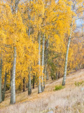 Huş ağaçlarının altın yaprakları, güz boyunca İsveç 'in huzurlu ormanlarında zemini kaplayan yapraklarla çarpıcı bir görüntü oluşturur..