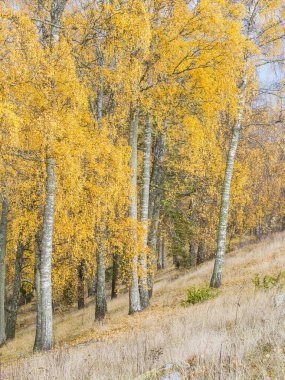 The golden foliage of birch trees creates a stunning display in a peaceful Swedish forest during autumn, with fallen leaves carpeting the ground. clipart