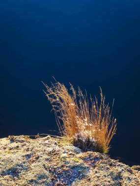 Canlı bir ot parçası sabahın erken saatlerinde sakin derin mavi suyun yakınındaki kayalık bir çıkıntıda gelişir. Huzurlu atmosfer bir huzur ve güzellik hissi uyandırıyor..