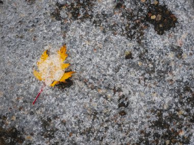 A vibrant yellow leaf is juxtaposed against a layer of fresh snow, showcasing the contrast of autumn and winter. This peaceful outdoor setting invites reflection. clipart