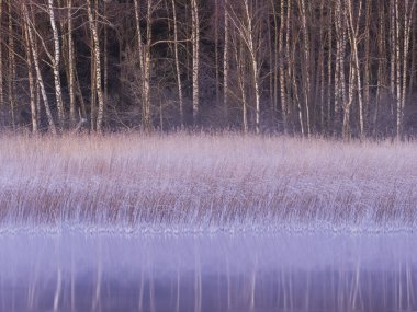 Sabahın erken saatlerinde gölün dingin sularında yıkanarak kıyı boyunca uzanan buzlu otları ve yakınlarda duran çıplak ağaçları renklendirir. Huzurlu bir kış sahnesi başlıyor..