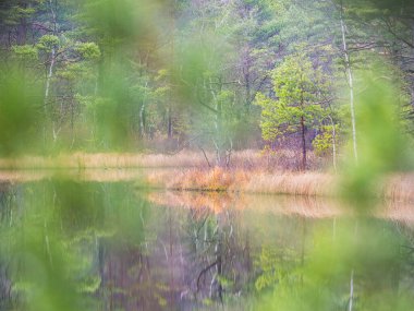 Canlı yeşillik, huzurlu çevreyi yansıtan sakin bir İsveç gölünü çerçeveler. Ağaçlar suyun kenarına dizilir. İlkbahar boyunca doğanın güzelliğini gösterir..