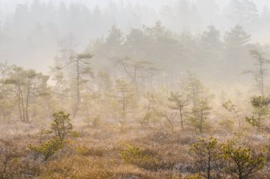 Sakin bir manzara, çam ağaçları ve sisli otlaklarla dolu sisli bir ormanı gösteriyor. Sabah ışığı, doğanın güzelliğini vurgulayan sakin bir atmosfer yaratır..