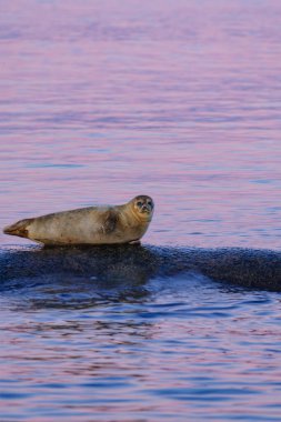 A seal rests comfortably on a rocky surface just outside Gothenburg, surrounded by calm waters reflecting a vibrant sunset. The serene atmosphere highlights the beauty of the coastal setting. clipart