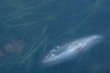 A deceased fish lies submerged in clear water, surrounded by green aquatic plants and fallen leav clipart