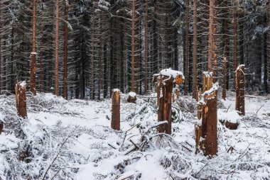 Snow blankets a deforested area in Sweden, revealing stumps of trees that have been cut down. The surrounding forest shows the contrast between removal and untouched nature during winter. clipart