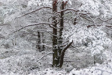 İsveç 'te sakin bir ormanda, taze, beyaz karla örtülmüş görkemli bir ağaç yükselir. Bu huzurlu kış manzarası sessiz bir tefekküre ve doğa takdirine davet ediyor..